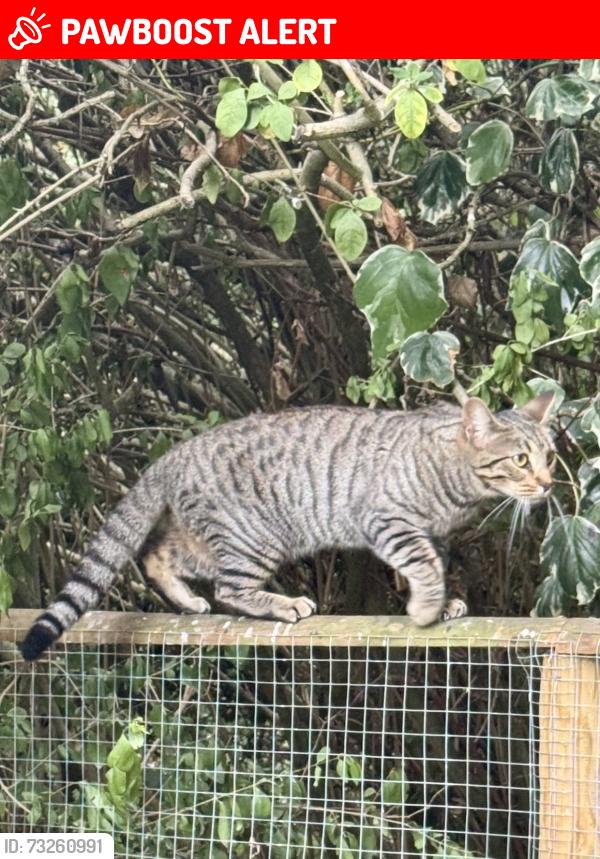 Lost Female Cat last seen Yeading Walk between Church Avenue and Durley Avenue, Greater London, England 