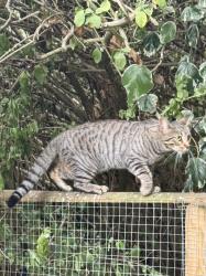 Lost Female Cat last seen Yeading Walk between Church Avenue and Durley Avenue, Greater London, England 