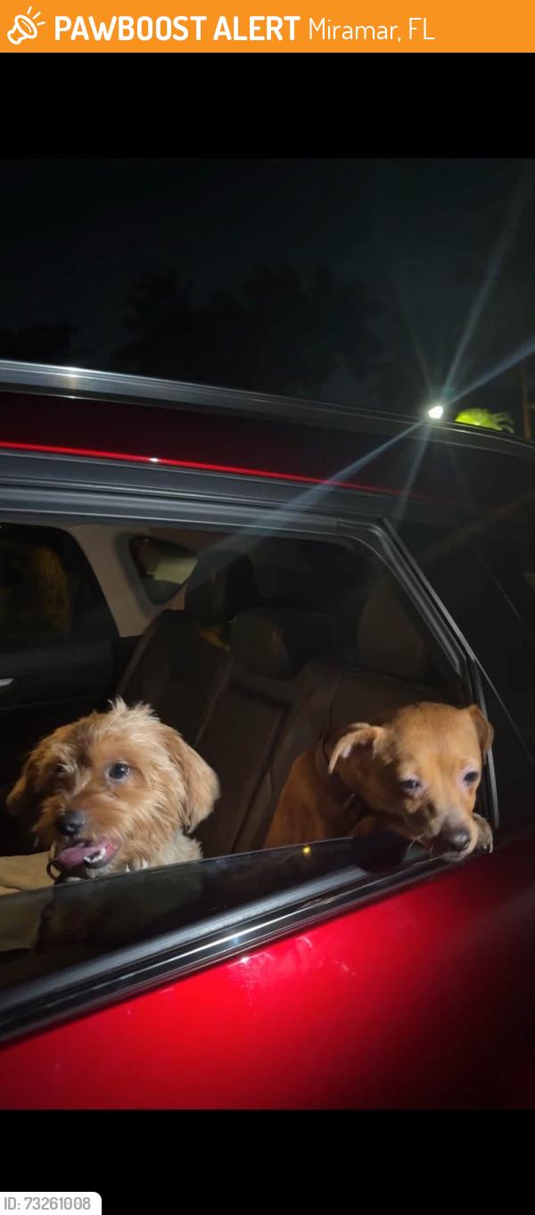 Found/Stray Unknown Dog last seen Miramar, Miramar, FL 33025