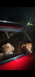 Found/Stray Unknown Dog last seen Miramar, Miramar, FL 33025