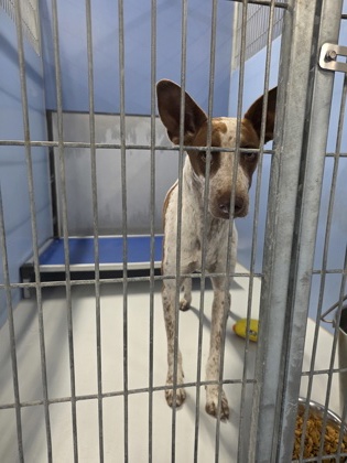 Shelter Stray Male Dog last seen Near ALAMEDA AVE, CITY of El Paso, TX, 5001 Fred Wilson Ave, El Paso, TX 79906, USA
