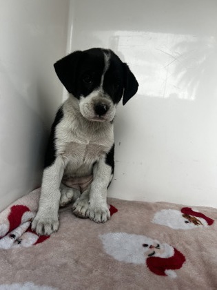 Shelter Stray Female Dog last seen Near Olive, CITY of El Paso, TX, 5001 Fred Wilson Ave, El Paso, TX 79906, USA