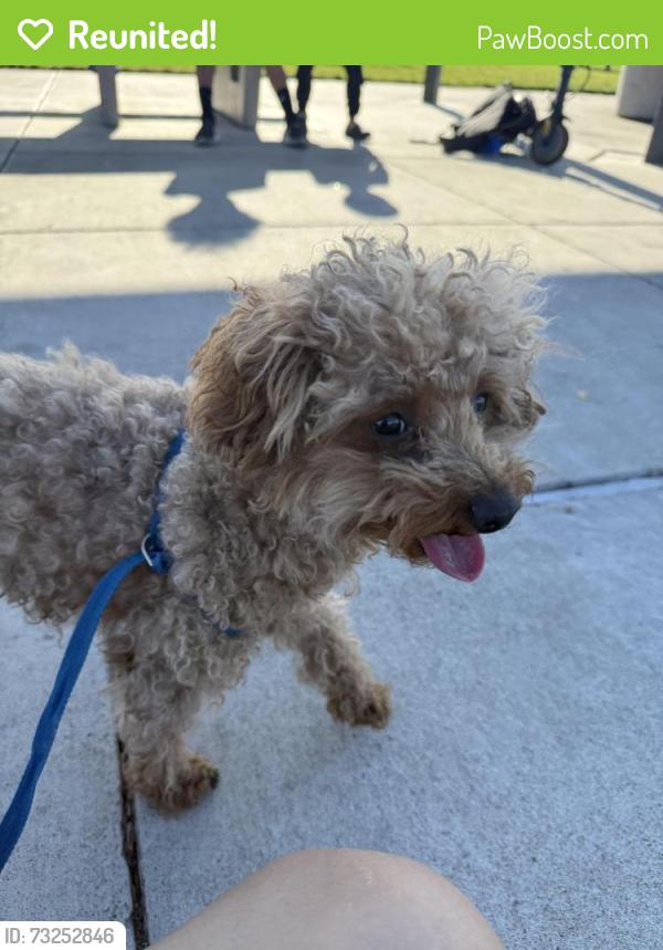 Reunited Female Dog last seen Prelude Way or entrican park, Elk Grove, CA 95757