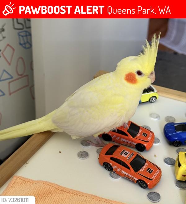 Lost Male Bird last seen Railway parade near Wharf street, Queens Park, WA 6107