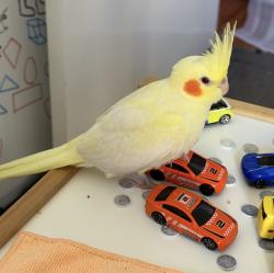 Lost Male Bird last seen Railway parade near Wharf street, Queens Park, WA 6107