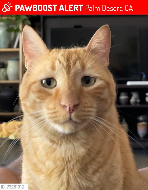 Lost Female Cat last seen Palm Desert Country Club Villas, behind Denny’s off of Washington, Palm Desert, CA 92260