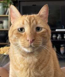 Lost Female Cat last seen Palm Desert Country Club Villas, behind Denny’s off of Washington, Palm Desert, CA 92260