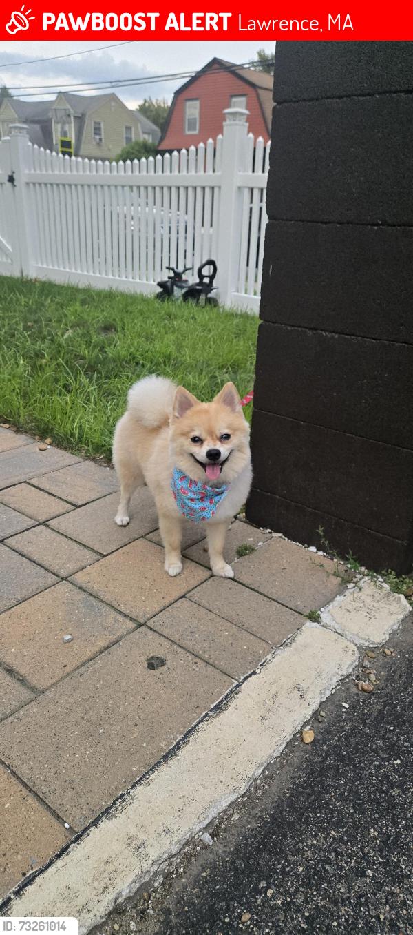 Lost Male Dog last seen Market st lawrence ma 01843, Lawrence, MA 01843