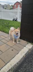 Lost Male Dog last seen Market st lawrence ma 01843, Lawrence, MA 01843