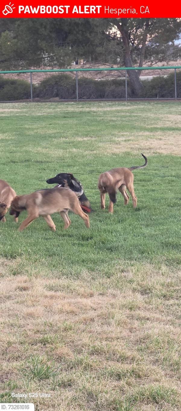 Lost Female Dog last seen Detura rd and live oak, Hesperia, CA 92344