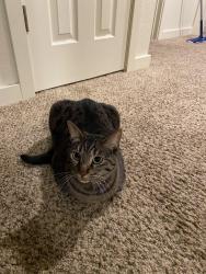 Lost Female Cat last seen N shepherd Rd, Camas, WA 98607