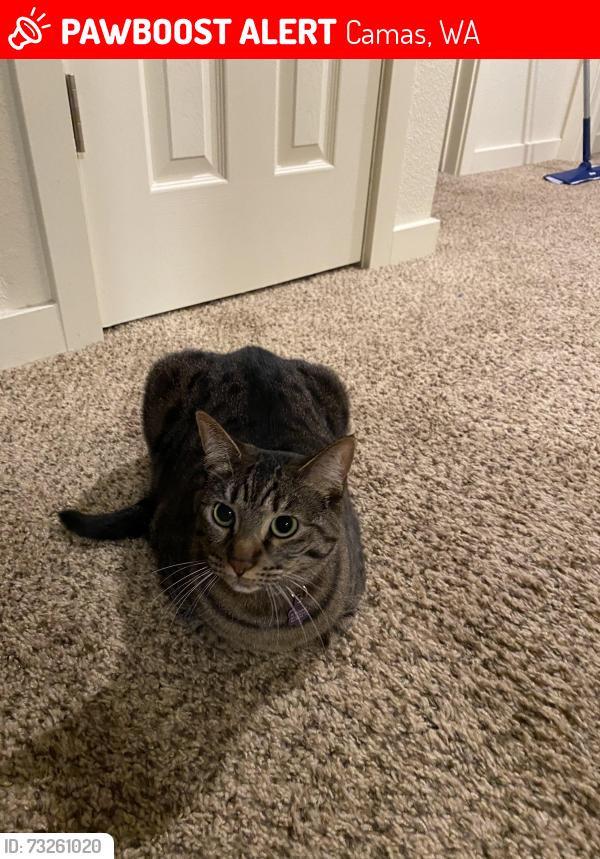 Lost Female Cat last seen N shepherd Rd, Camas, WA 98607