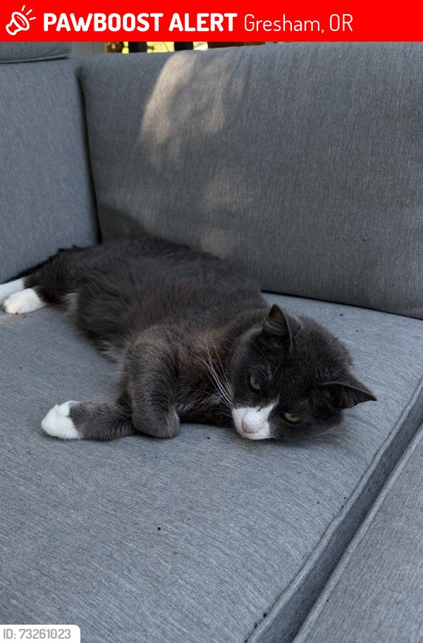 Lost Male Cat last seen 25th St, Kelly creek, Gresham, OR 97080