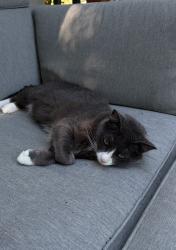 Lost Male Cat last seen 25th St, Kelly creek, Gresham, OR 97080