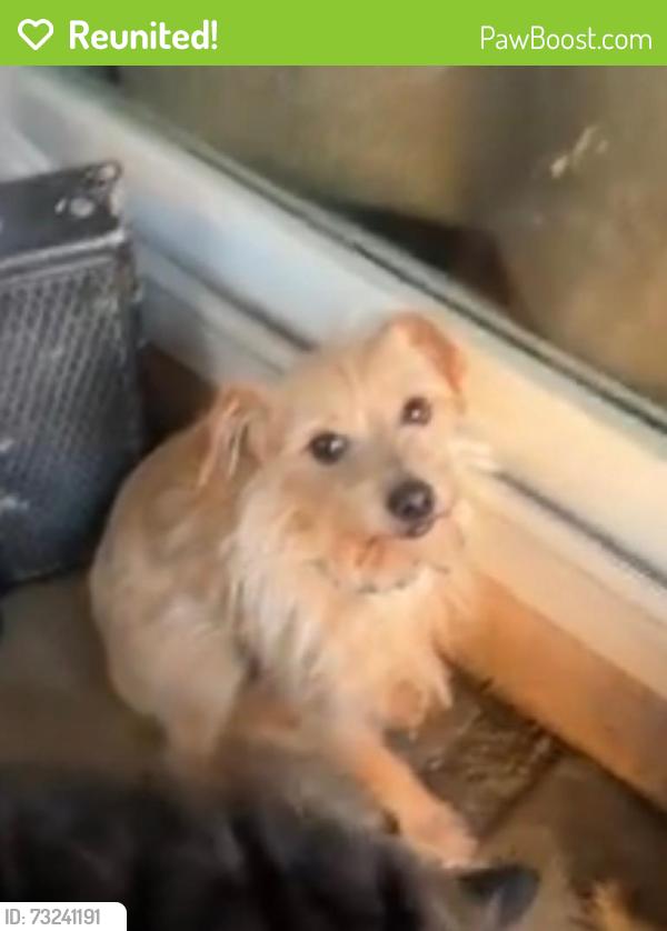 Reunited Male Dog last seen Cooley, East Palo Alto, CA 94303