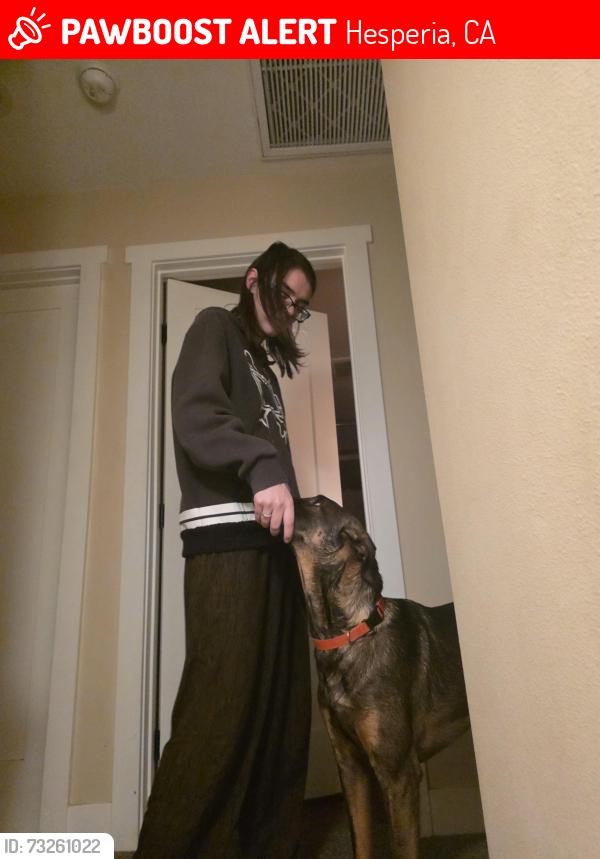 Lost Female Dog last seen Mojave Road and live oak. Off of Mariposa rd, Hesperia, CA 92345