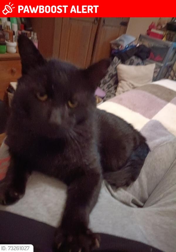 Lost Male Cat last seen Three way shop sporle, Sporle, England PE32 2DY