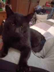 Lost Male Cat last seen Three way shop sporle, Sporle, England PE32 2DY