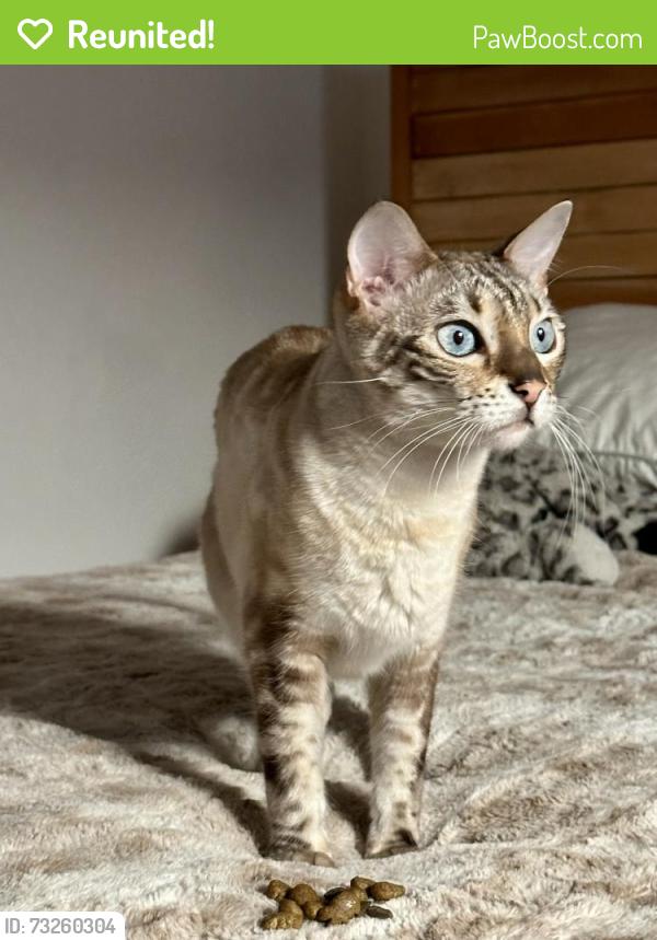 Reunited Male Cat last seen Bristol St and W Segerstrom, Santa Ana, CA 92704