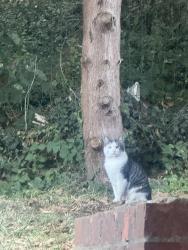 Found/Stray Female Cat last seen Orpington, Greater London, England BR5 3LT