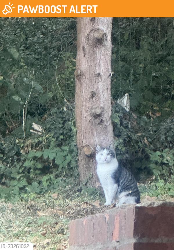 Found/Stray Female Cat last seen Orpington, Greater London, England BR5 3LT