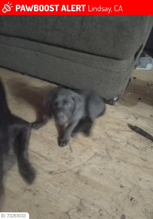 Lost Female Dog last seen Harvard, Lindsay, CA 93247