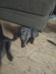 Lost Female Dog last seen Harvard, Lindsay, CA 93247