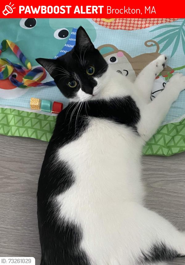 Lost Female Cat last seen N Byron Ave, Brockton, MA 02301