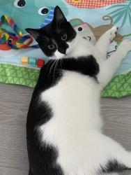 Lost Female Cat last seen N Byron Ave, Brockton, MA 02301