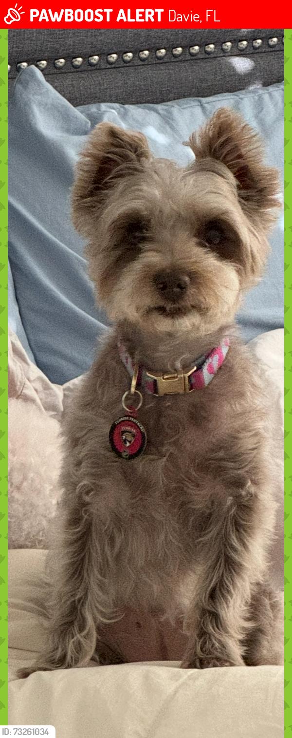 Lost Female Dog last seen Near bridle path ct, Davie, FL 33328