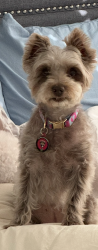 Lost Female Dog last seen Near bridle path ct, Davie, FL 33328