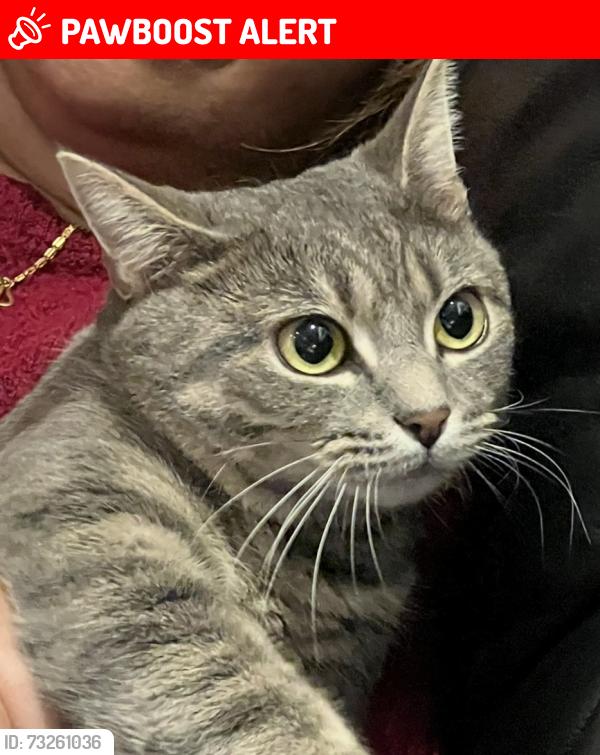 Lost Female Cat last seen Gledwood Drive Gledwood Avenue, Greater London, England UB4 0AN