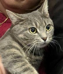 Lost Female Cat last seen Gledwood Drive Gledwood Avenue, Greater London, England UB4 0AN