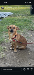 Lost Male Dog last seen BUCK EYE WAY SACRAMENTO, CA, Vineyard, CA 95829