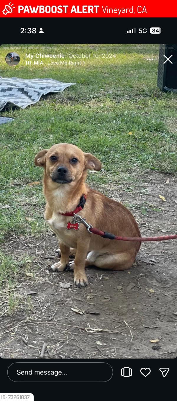 Lost Male Dog last seen BUCK EYE WAY SACRAMENTO, CA, Vineyard, CA 95829