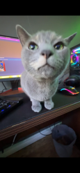 Reunited Female Cat last seen Limeridge & Garth, near Newlands Park., Hamilton, ON L9C 2V5