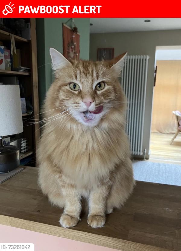 Lost Male Cat last seen Birdwell school, Long Ashton, England 
