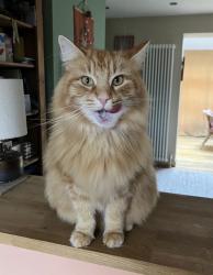 Lost Male Cat last seen Birdwell school, Long Ashton, England 