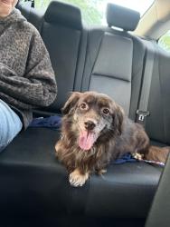 Lost Male Dog last seen Flowering Tulip Ave and Begonia Blush Dr, Las Vegas, NV 89166