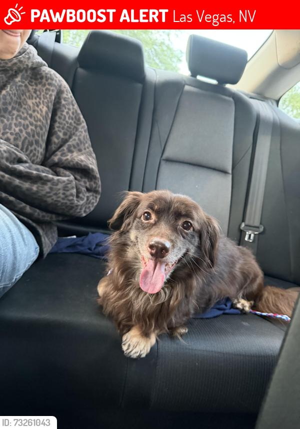 Lost Male Dog last seen Flowering Tulip Ave and Begonia Blush Dr, Las Vegas, NV 89166
