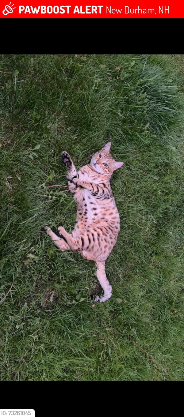 Lost Male Cat last seen Meaderboro road, New Durham, NH 03855