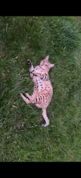 Lost Male Cat last seen Meaderboro road, New Durham, NH 03855
