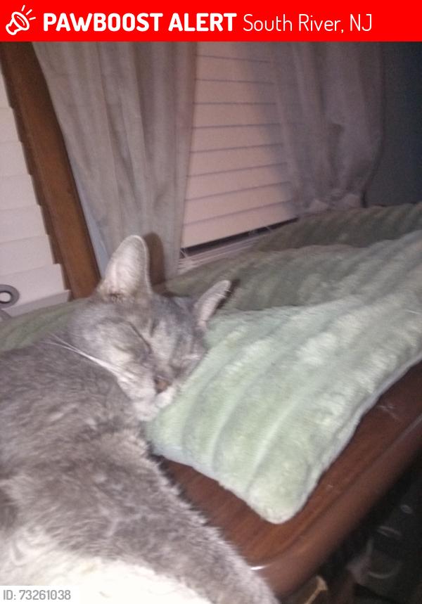 Lost Female Cat last seen Near West Grochowick St. South River, NJ, South River, NJ 08882