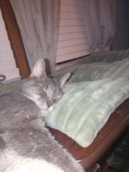Lost Female Cat last seen Near West Grochowick St. South River, NJ, South River, NJ 08882