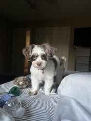 Lost Female Dog last seen Overlook point area, Saint John, IN 46373
