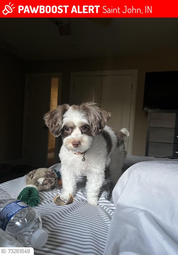 Lost Female Dog last seen Overlook point area, Saint John, IN 46373