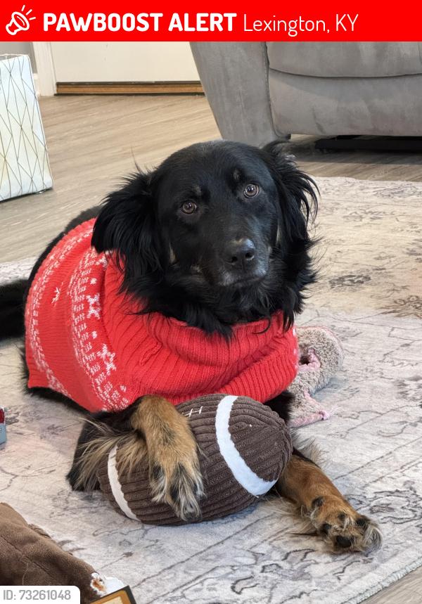 Lost Male Dog last seen Near Marcus trail Lex ky, Lexington, KY 40509