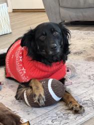 Lost Male Dog last seen Near Marcus trail Lex ky, Lexington, KY 40509