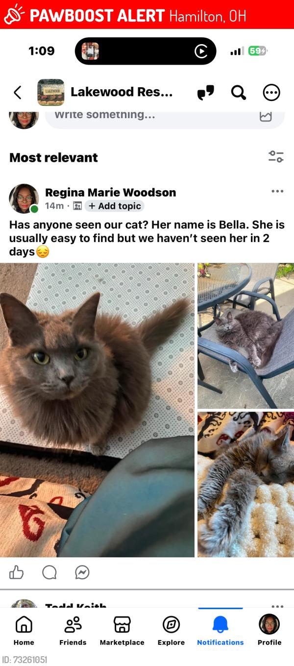 Lost Female Cat last seen Lakewood, Hamilton, OH 45011