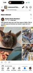 Lost Female Cat last seen Lakewood, Hamilton, OH 45011